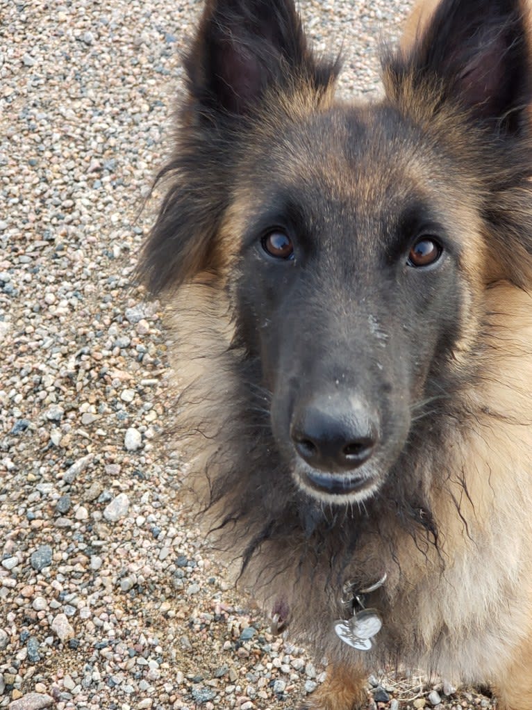 Laila, a Belgian Shepherd tested with EmbarkVet.com