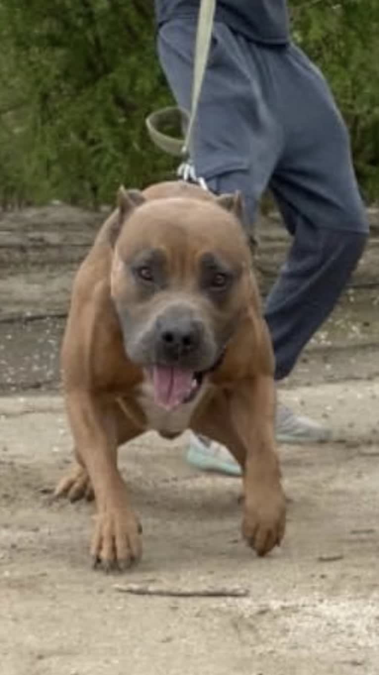 Storm King, an American Bully tested with EmbarkVet.com