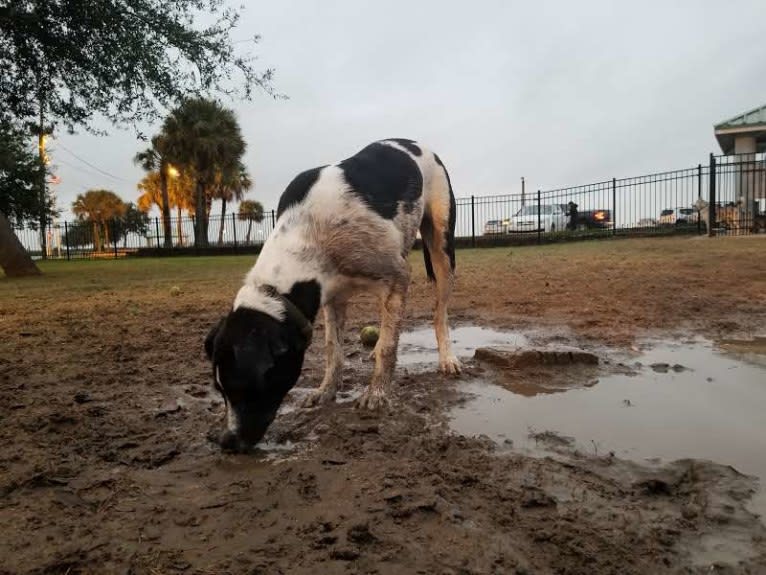 PATIENCE, a Labrador Retriever and American Pit Bull Terrier mix tested with EmbarkVet.com