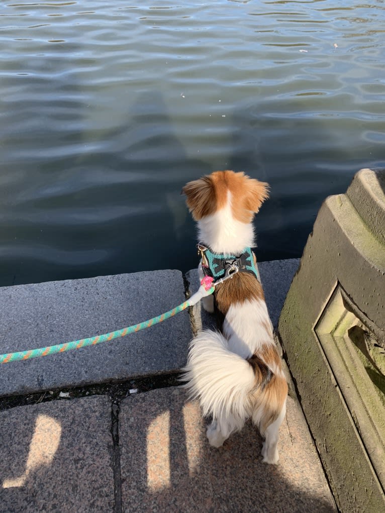 Lucy, a Japanese or Korean Village Dog and Shih Tzu mix tested with EmbarkVet.com