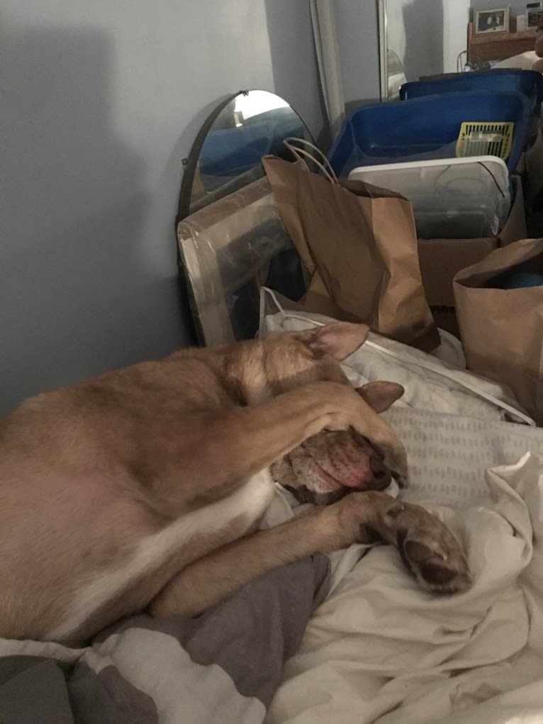 Toronto, a German Shepherd Dog and American Pit Bull Terrier mix tested with EmbarkVet.com