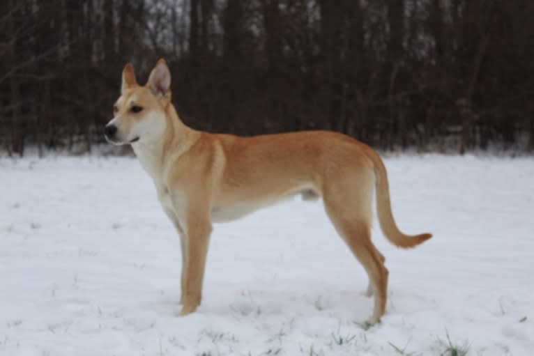 Loomy, a Carolina Dog tested with EmbarkVet.com