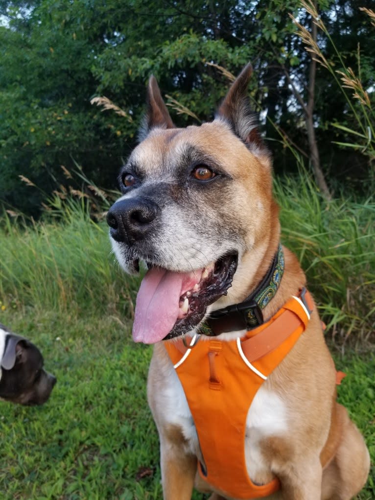 Vadar, a Boxer and Australian Shepherd mix tested with EmbarkVet.com