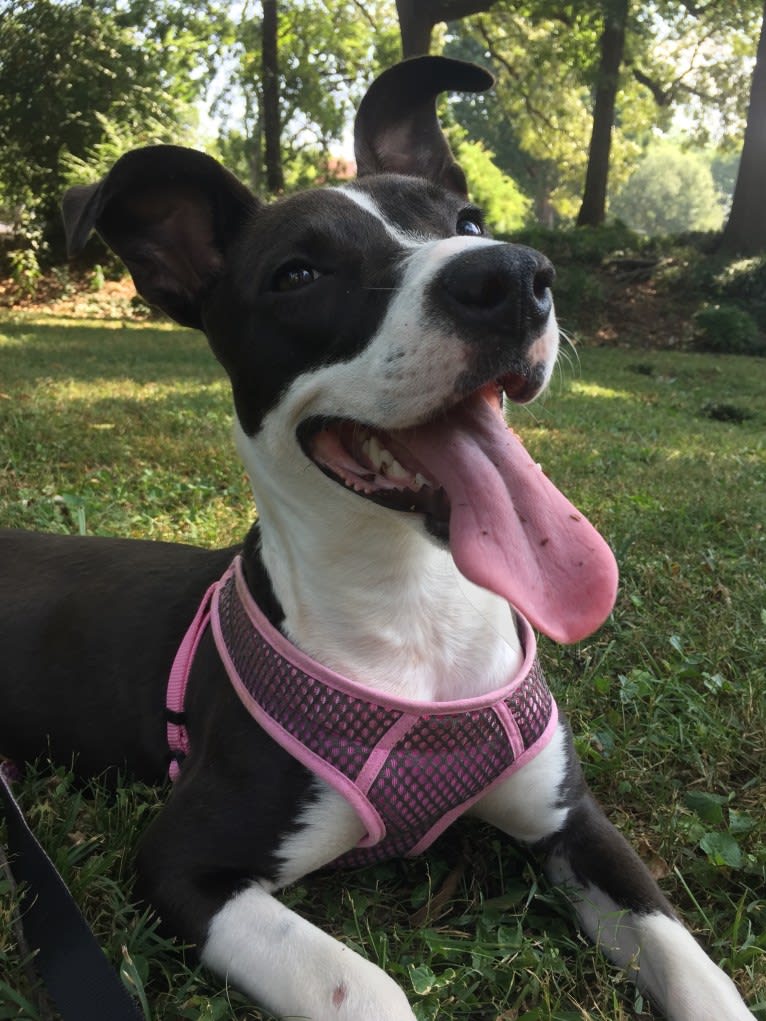 Lola, an American Pit Bull Terrier and Australian Cattle Dog mix tested with EmbarkVet.com