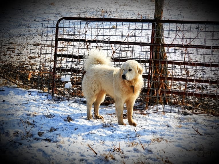 Kenai, a Great Pyrenees tested with EmbarkVet.com