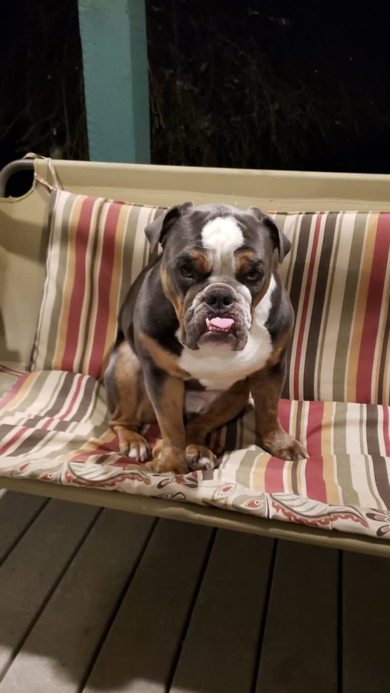 Soldado, a Bulldog tested with EmbarkVet.com