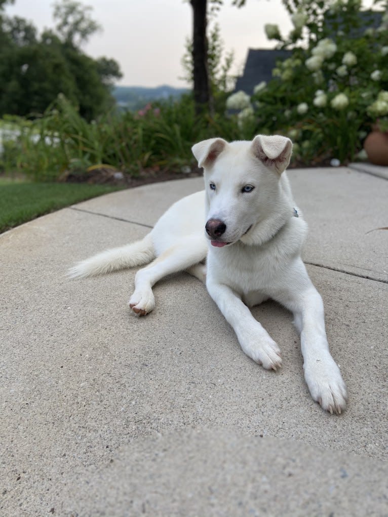 Dash, a Gerberian Shepsky (12.7% unresolved) tested with EmbarkVet.com