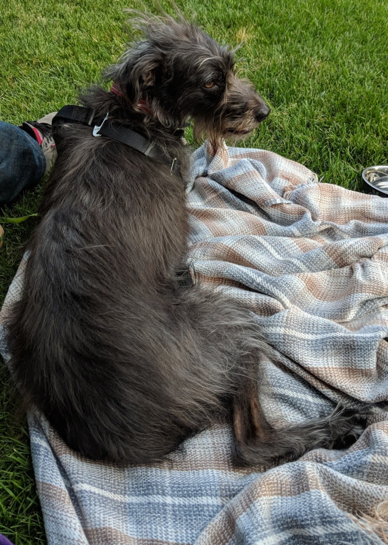 Embark Dog Dna Test Fez Gallery