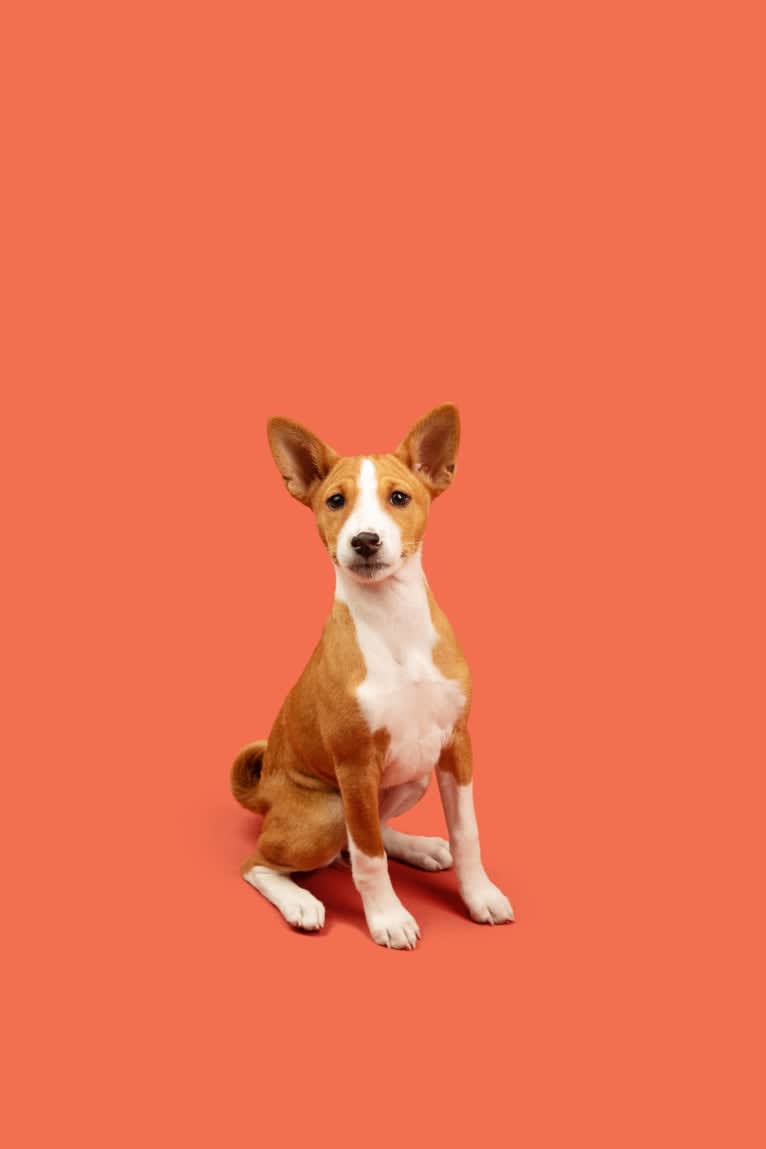 Xena, a Basenji tested with EmbarkVet.com