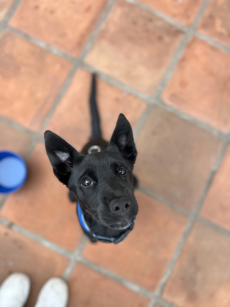 Rio, a Rottweiler and Golden Retriever mix tested with EmbarkVet.com