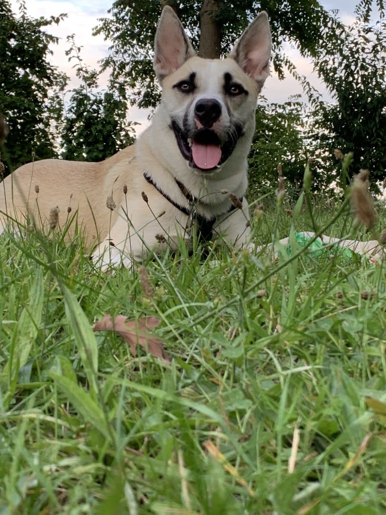 Titan, a Siberian Husky and American Pit Bull Terrier mix tested with EmbarkVet.com