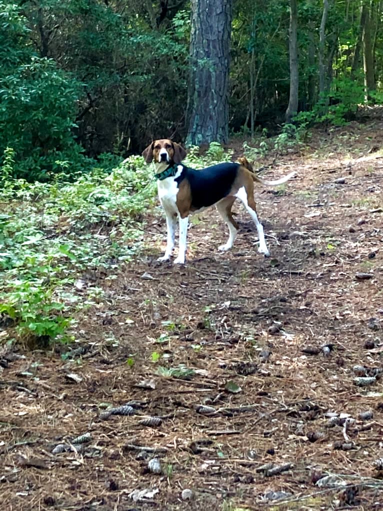 Roxy, a Treeing Walker Coonhound tested with EmbarkVet.com