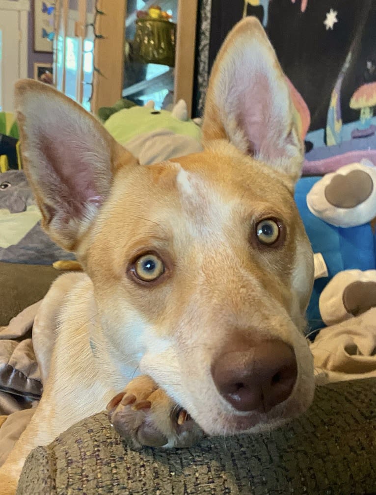 Lou, an Australian Cattle Dog and Australian Shepherd mix tested with EmbarkVet.com