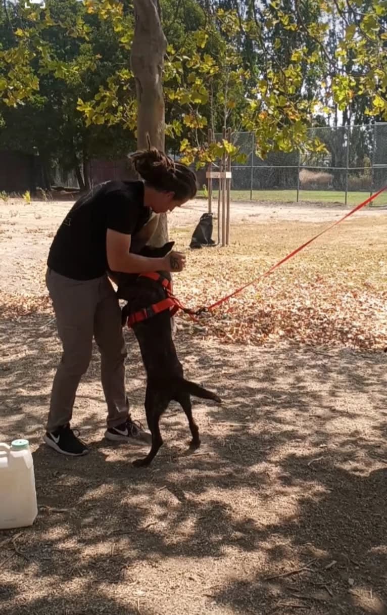 Static, a Dutch Shepherd tested with EmbarkVet.com