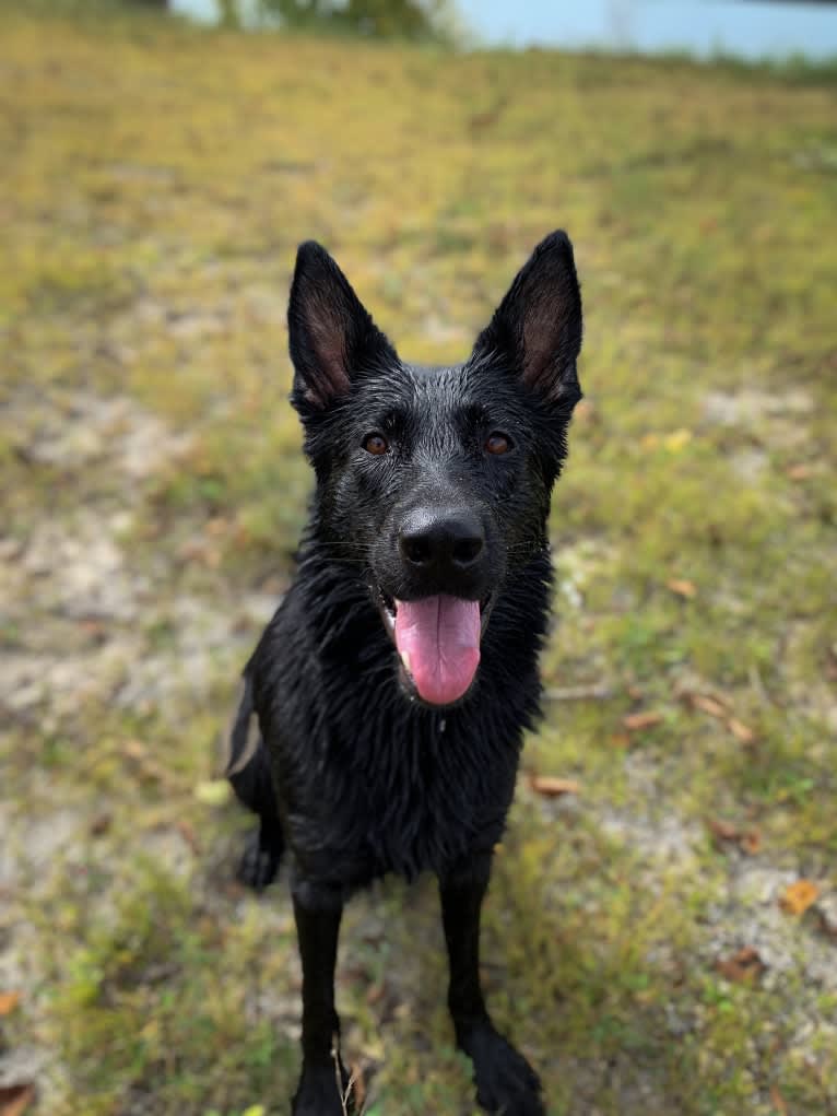 Jetta, a German Shepherd Dog tested with EmbarkVet.com