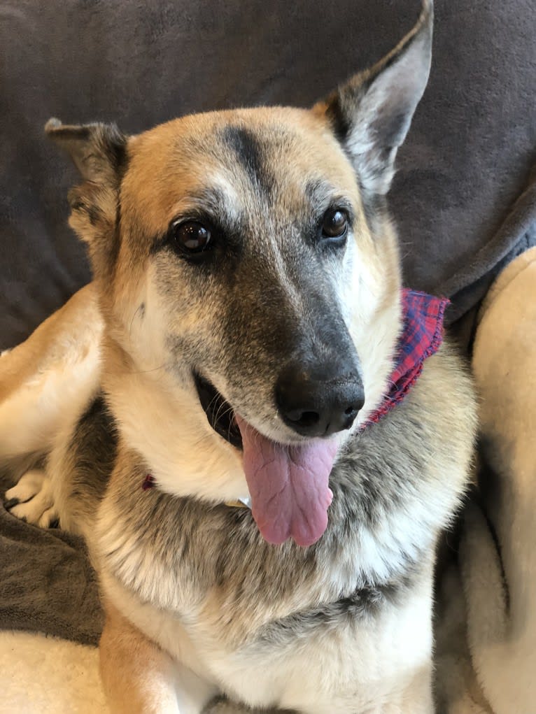 Brie, a German Shepherd Dog and American Eskimo Dog mix tested with EmbarkVet.com