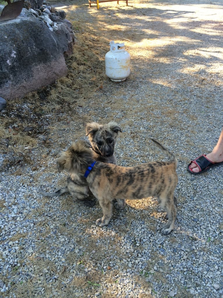 Reemie, a Bouvier des Flandres and German Shepherd Dog mix tested with EmbarkVet.com