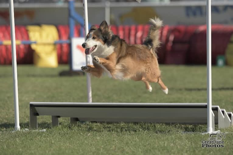 Lark, an English Shepherd tested with EmbarkVet.com