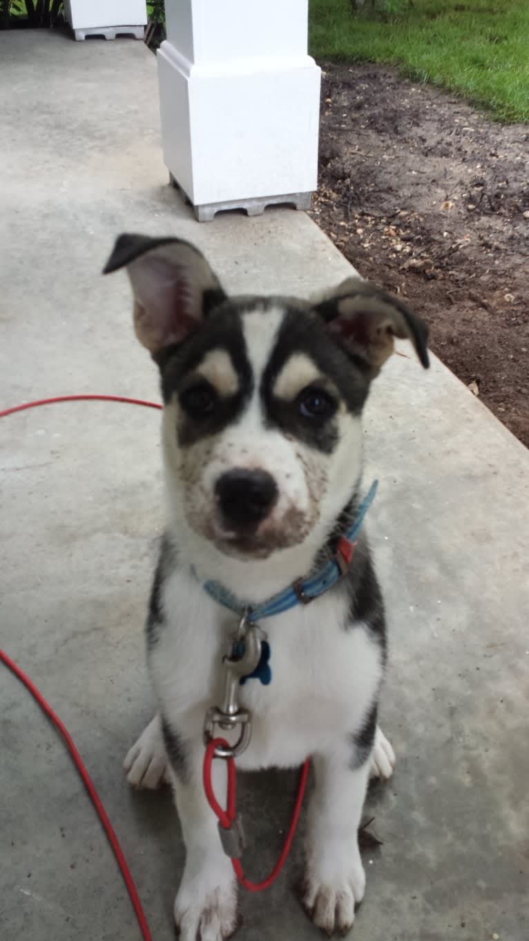 Maxwell, a Siberian Husky and Australian Cattle Dog mix tested with EmbarkVet.com