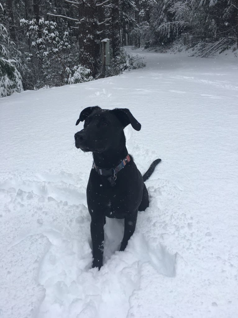 Theo, a Dalmatian and German Shepherd Dog mix tested with EmbarkVet.com