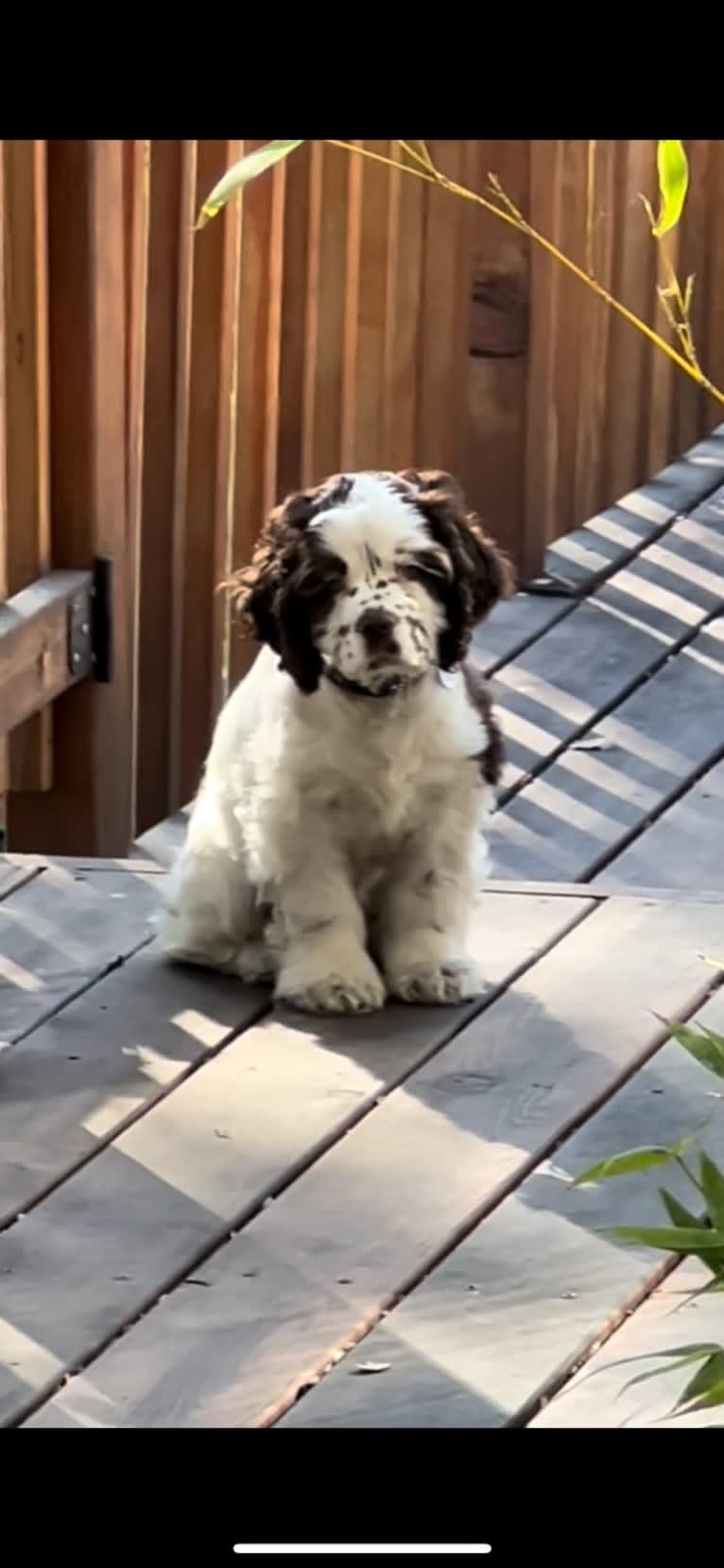 Stanley, a Cocker Spaniel tested with EmbarkVet.com