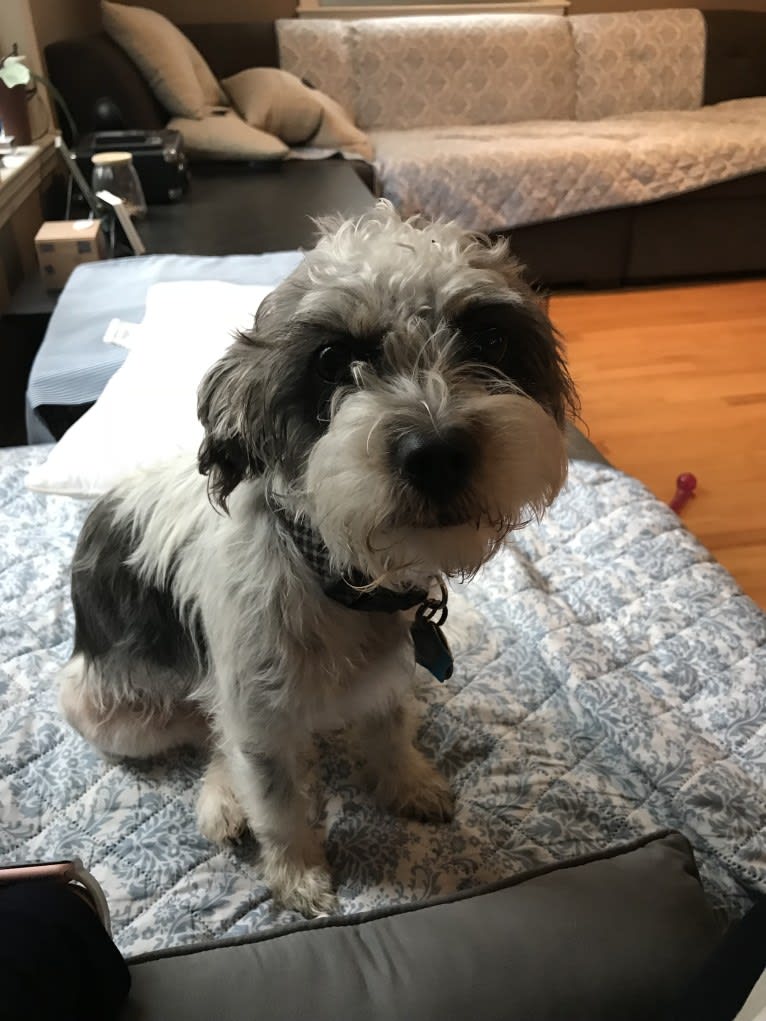 Photo of Max, a Shih Tzu, Poodle (Small), Cocker Spaniel, and Mixed mix in Puerto Rico