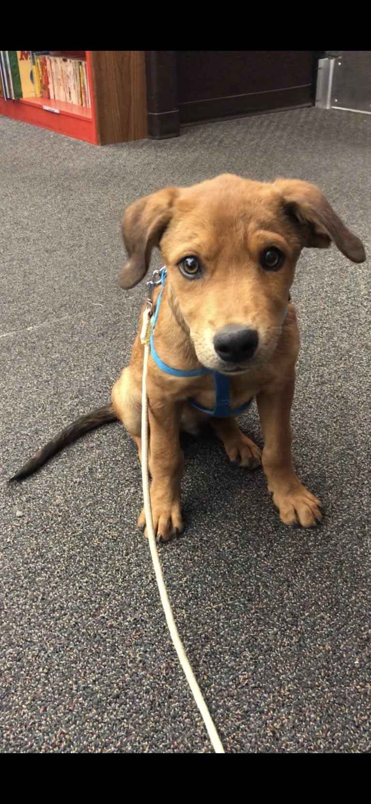 Maui, an American Pit Bull Terrier and Rottweiler mix tested with EmbarkVet.com