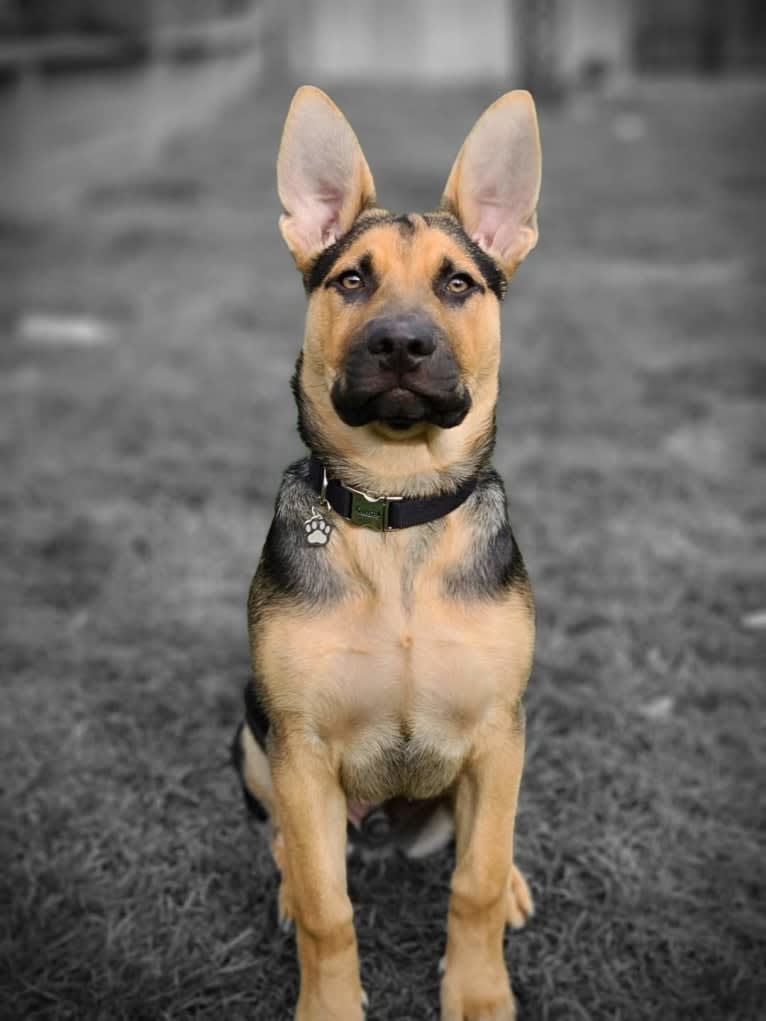 Grizz, a German Shepherd Dog and American Pit Bull Terrier mix tested with EmbarkVet.com