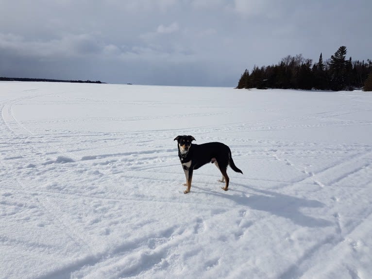 Jack, a Labrador Retriever and German Shepherd Dog mix tested with EmbarkVet.com