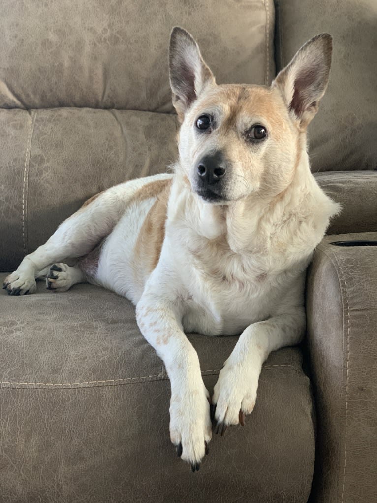 Sammy, an Australian Cattle Dog and Pug mix tested with EmbarkVet.com