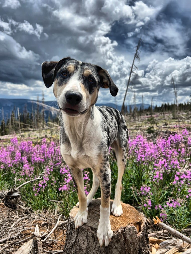 IronEye Pancho, a Border Collie and Catahoula Leopard Dog mix tested with EmbarkVet.com