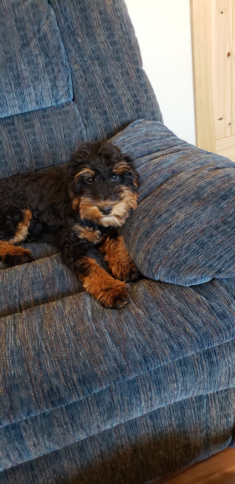 Huiterty Dixie Tulip, a Cockapoo tested with EmbarkVet.com