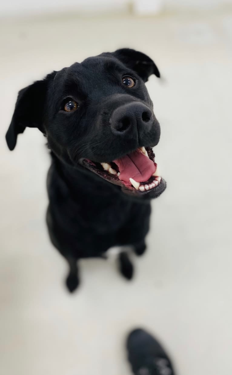 Photo of Brambles DePue, an American Pit Bull Terrier, Labrador Retriever, Siberian Husky, Rottweiler, and Mixed mix in Georgia, USA