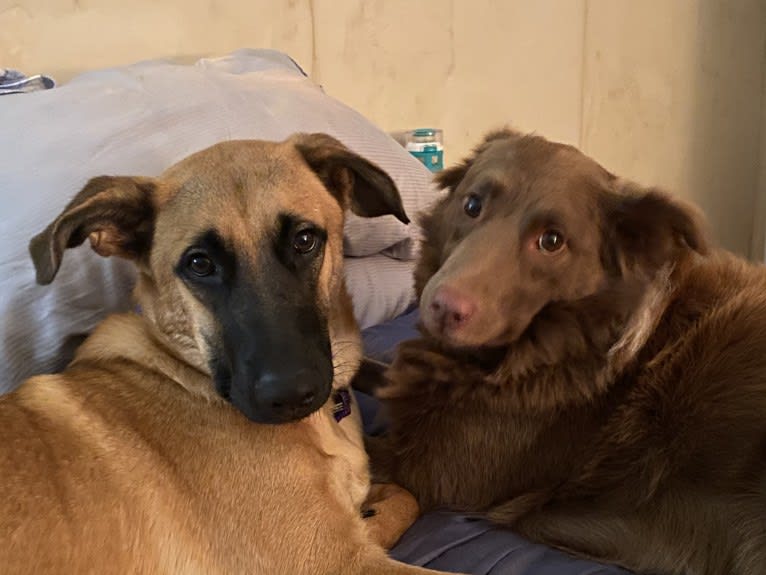 Forester, a German Shepherd Dog and Australian Cattle Dog mix tested with EmbarkVet.com