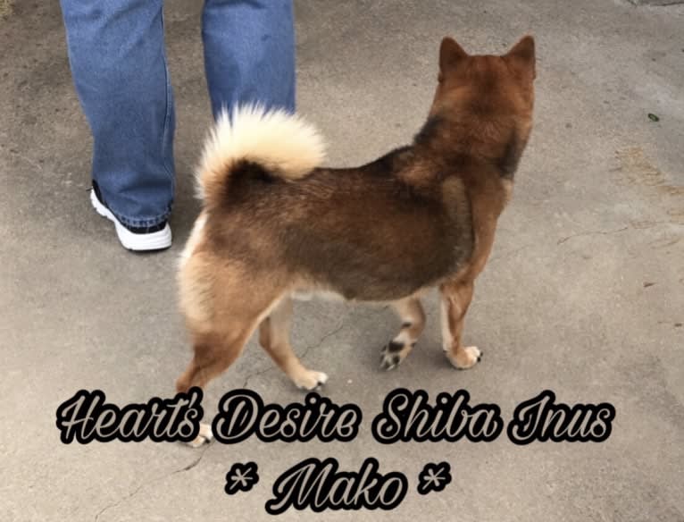 Mako, a Shiba Inu tested with EmbarkVet.com