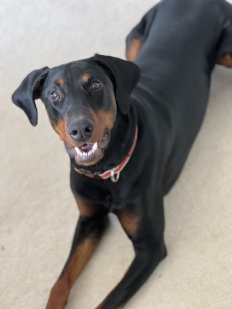 Arlo, a Doberman Pinscher tested with EmbarkVet.com