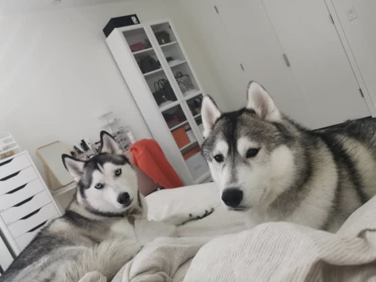 Timber, a Siberian Husky tested with EmbarkVet.com