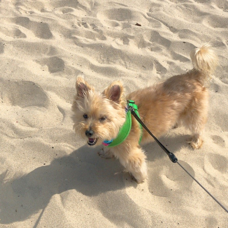 Buster, a Yorkshire Terrier and Coton de Tulear mix tested with EmbarkVet.com