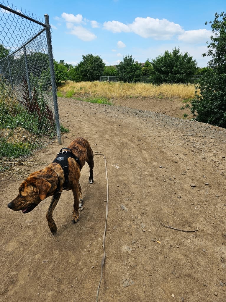 Bengal, a Great Pyrenees and American Pit Bull Terrier mix tested with EmbarkVet.com