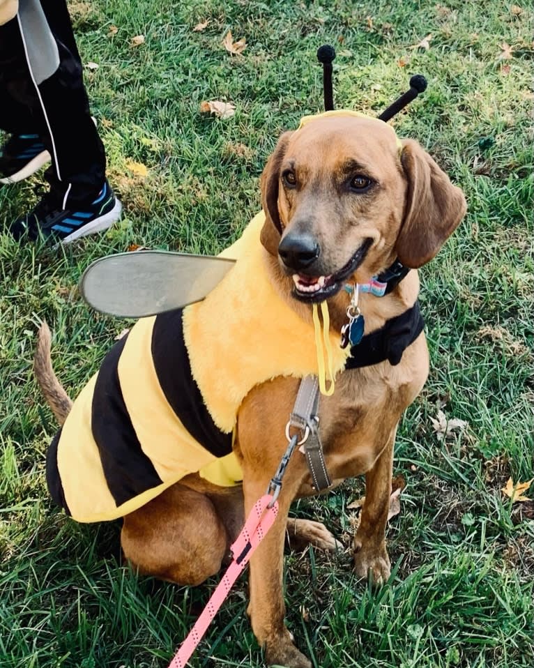 Julie, a Redbone Coonhound and Plott mix tested with EmbarkVet.com