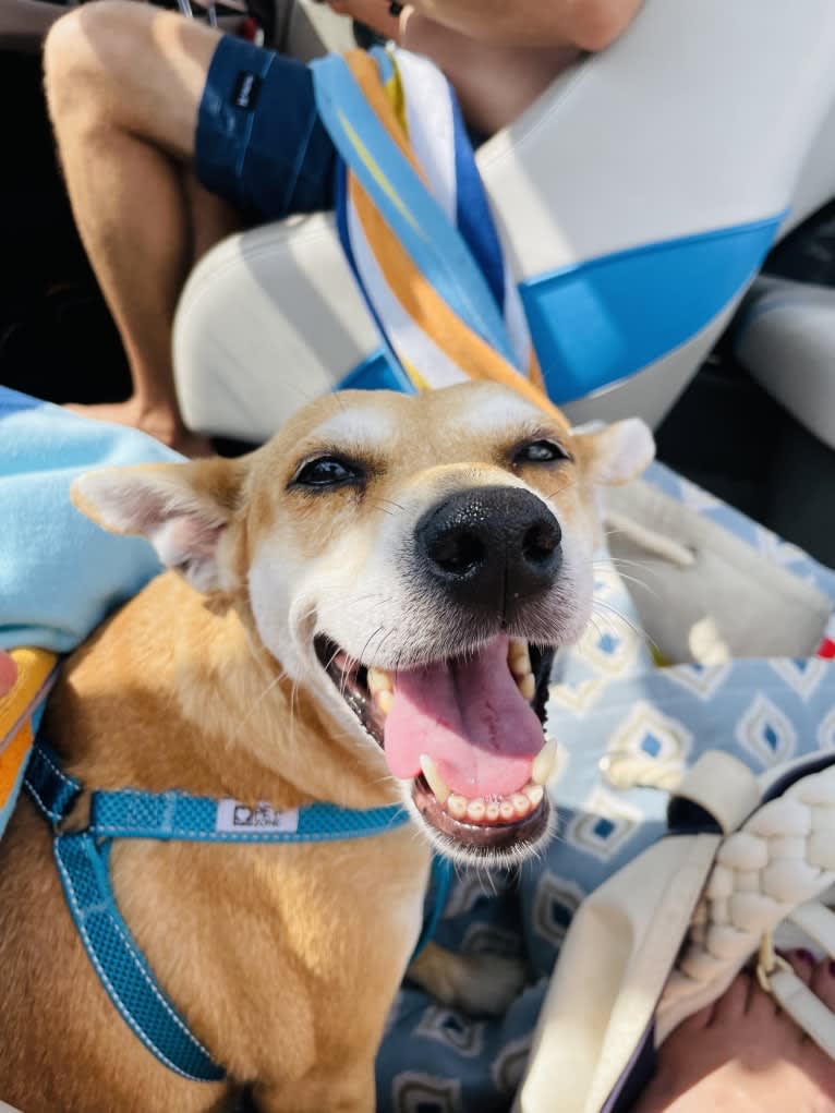 Bunny, a Rat Terrier and Labrador Retriever mix tested with EmbarkVet.com