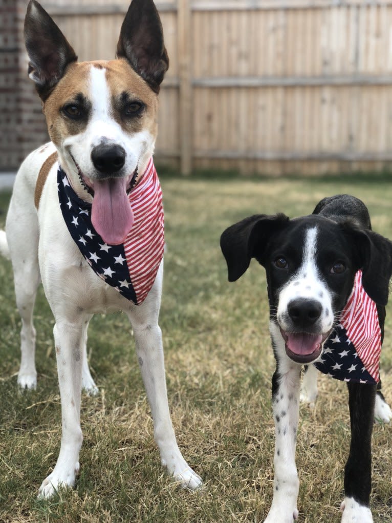 Arty, a Whippet and Australian Cattle Dog mix tested with EmbarkVet.com