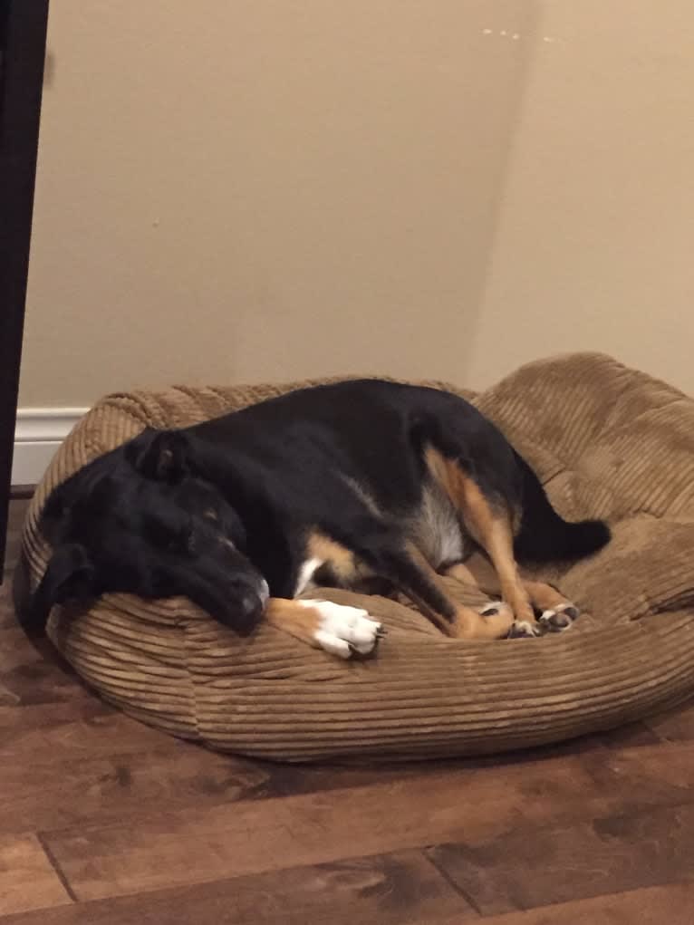 Brodie, a German Shepherd Dog and Dalmatian mix tested with EmbarkVet.com