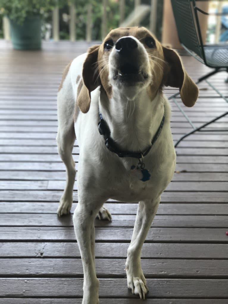 Ike Daniel, an American Foxhound tested with EmbarkVet.com