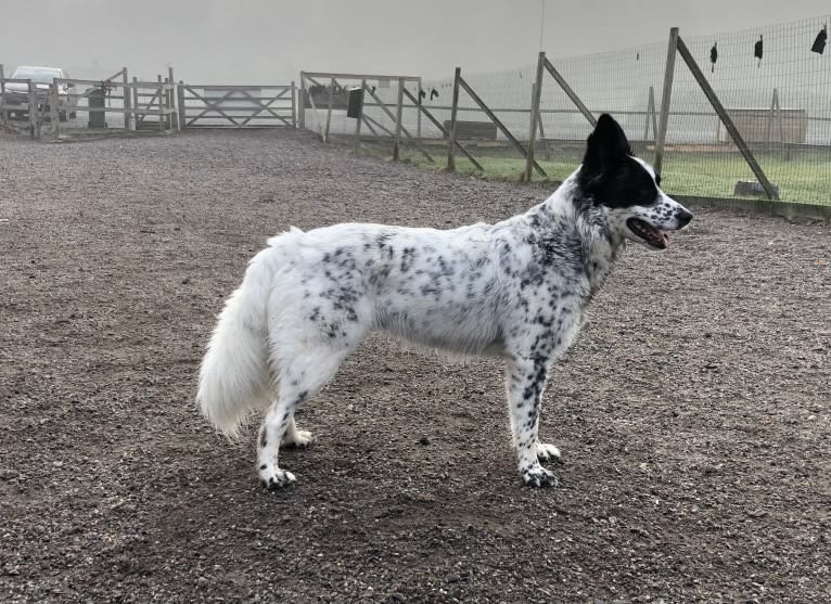 Teela, a Central Asian Village Dog tested with EmbarkVet.com