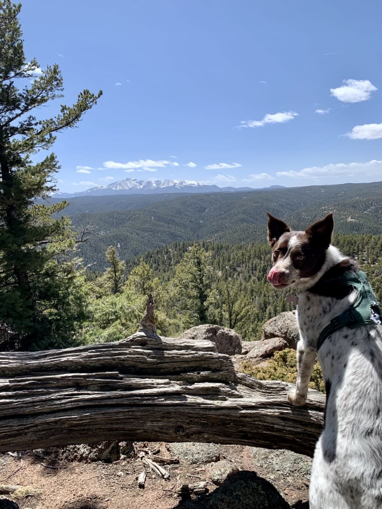 Darla, an Australian Cattle Dog and Border Collie mix tested with EmbarkVet.com