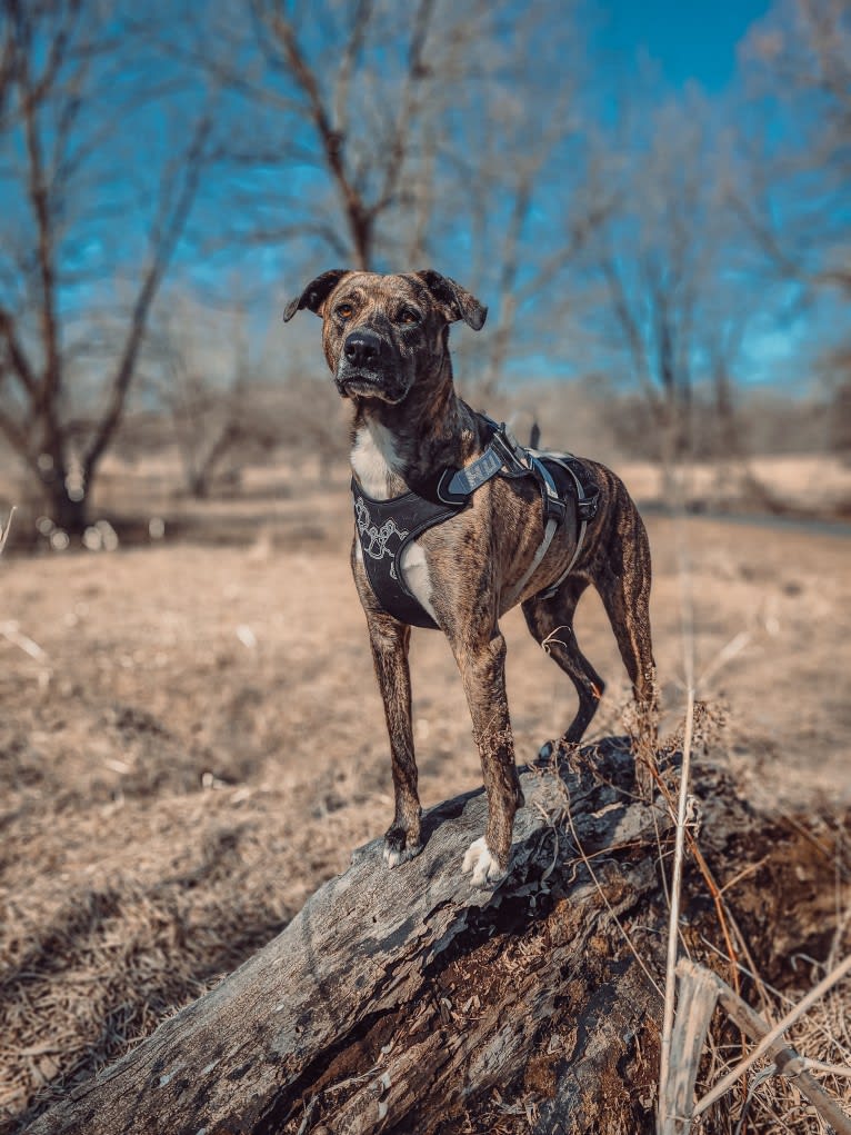 Wren, a Catahoula Leopard Dog and Rottweiler mix tested with EmbarkVet.com