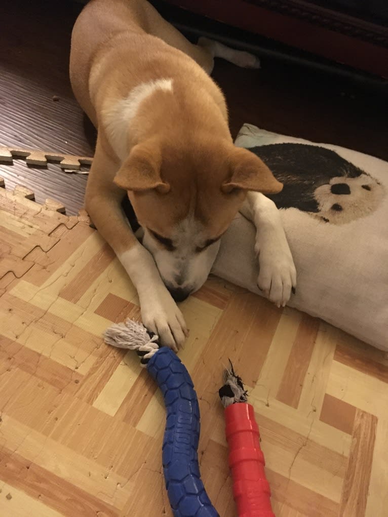 Masha, a Siberian Husky and Chinese Shar-Pei mix tested with EmbarkVet.com