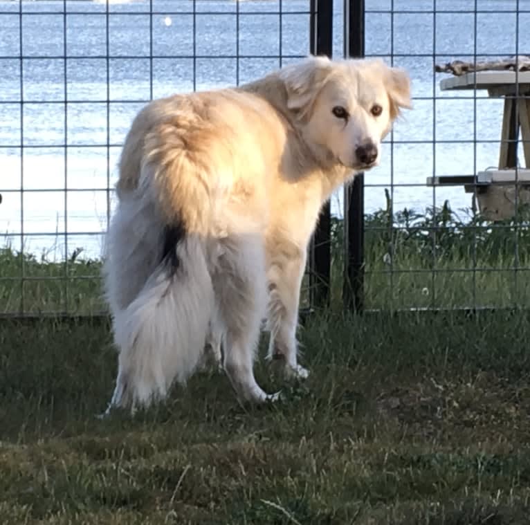 Luna, a German Shepherd Dog and Alaskan Malamute mix tested with EmbarkVet.com