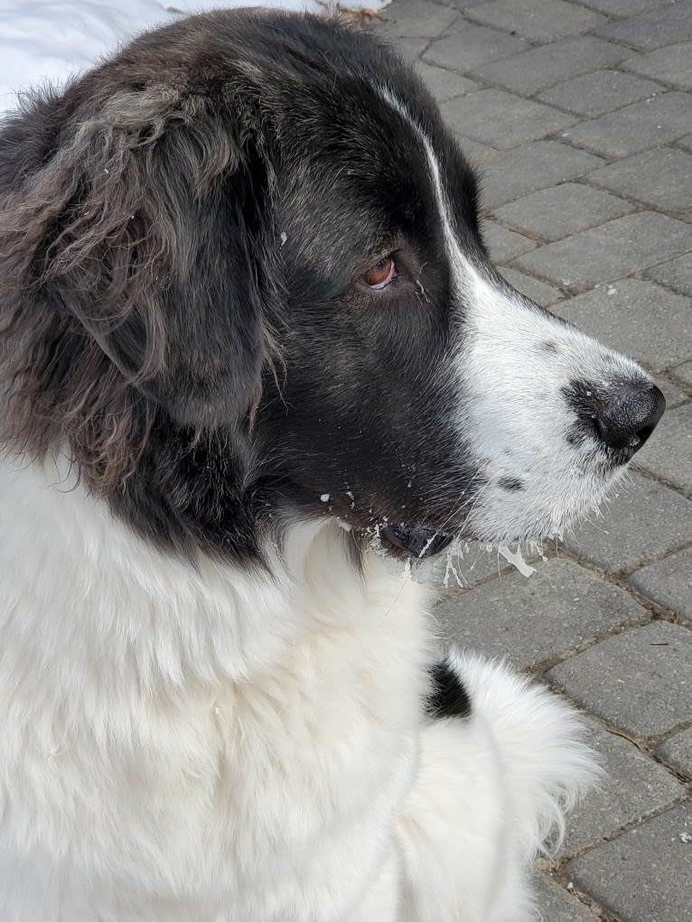 Isabel, a Pyrenean Mastiff tested with EmbarkVet.com